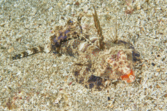 Dactylopus kuiteri