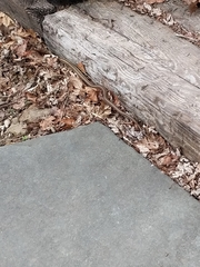 Thamnophis sirtalis sirtalis