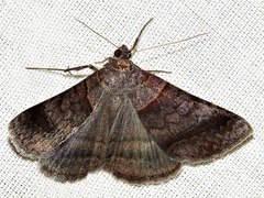 Mocis mutuaria