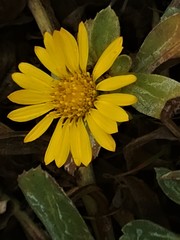 Grindelia stricta stricta