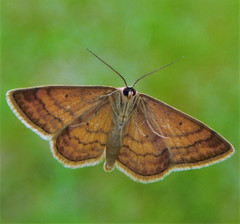 Scopula ochraceata