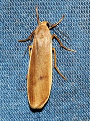 Campteropsis asaphogramma