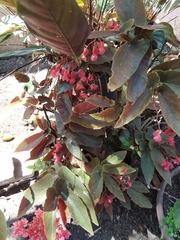 Begonia coccinea
