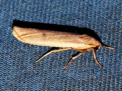 Campteropsis asaphogramma