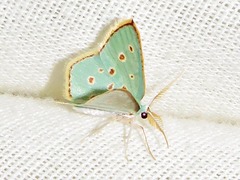 Comostolopsis stillata