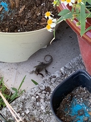 Leiocephalus carinatus