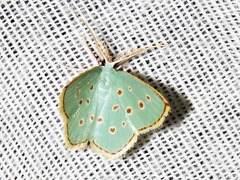 Comostolopsis stillata