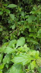 Stachytarpheta acuminata