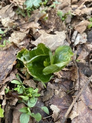 Trillium grandiflorum