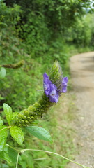Stachytarpheta acuminata
