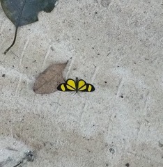 Cyllopodini