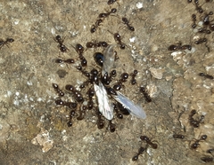 Solenopsis gayi