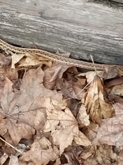 Thamnophis sirtalis sirtalis