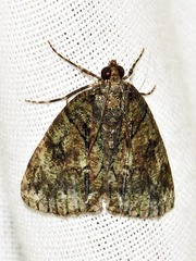 Xylopteryx arcuata