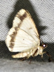 Xylopteryx arcuata