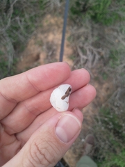 Sphincterochila candidissima