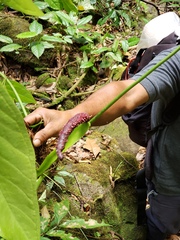 Anthurium rotundatum