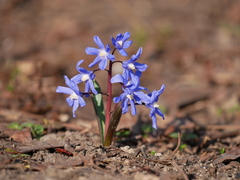 Scilla bifolia
