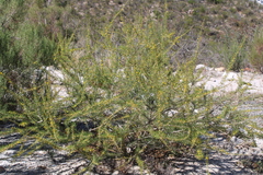Aspalathus spinosa flavispina