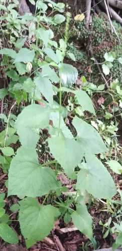 Eared Indian plantain (Parasenecio auriculatus)
