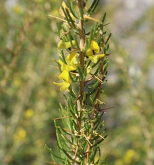 Aspalathus spinosa flavispina