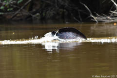 Arapaima