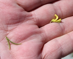 Aspalathus spinosa flavispina