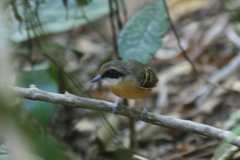 Myrmoborus myotherinus