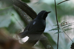 Myrmoborus myotherinus