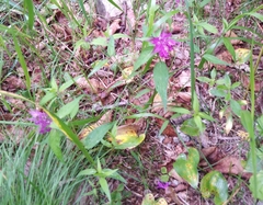 Melampyrum setaceum