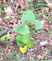 Ligularia calthifolia