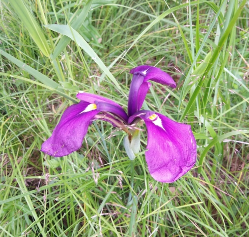 Iris ensata