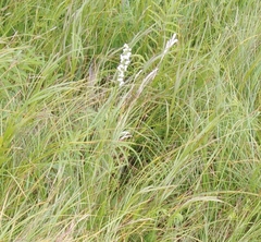 Platanthera hologlottis