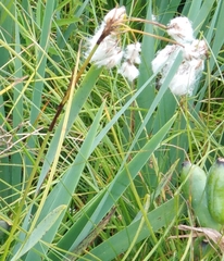 Eriophorum gracile