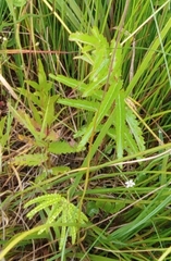 Sanguisorba parviflora