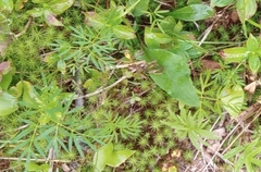 Ostericum maximowiczii