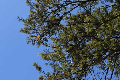 silk oak