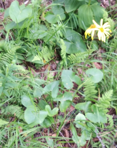 Ligularia calthifolia, photograph 2