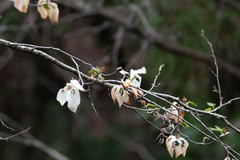Magnolia kobus