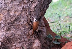 Lepidocolaptes angustirostris