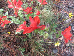 Castilleja cryptandra
