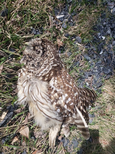 Barred Owl photographed in Pennsylvania