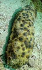 Stichopus