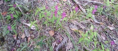 Melampyrum setaceum