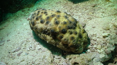 Stichopus