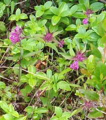 Melampyrum setaceum