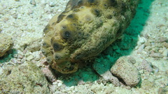 Stichopus