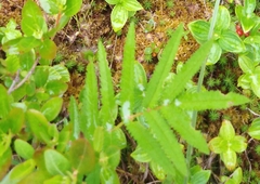 Sanguisorba tenuifolia