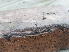 Microplana terrestris