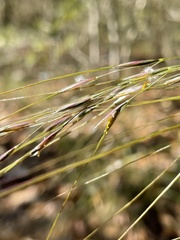 Piptochaetium avenaceum